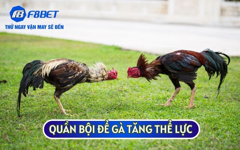 Hãy tăng cường thể lực cho gà bằng cách quần bội chúng vào sáng sớm