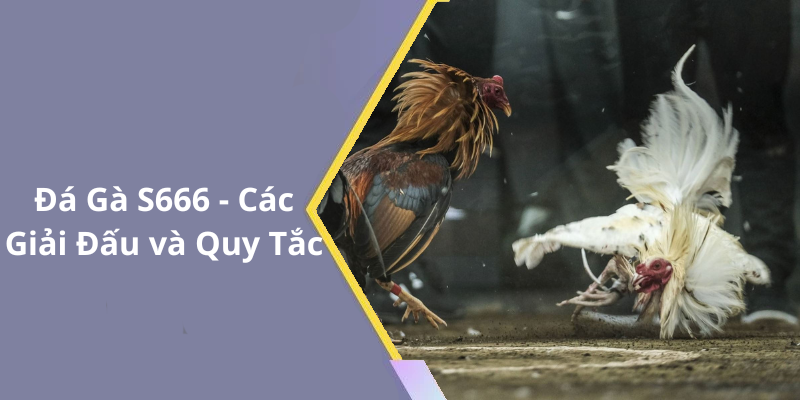 Đá Gà S666 - Các Giải Đấu và Quy Tắc