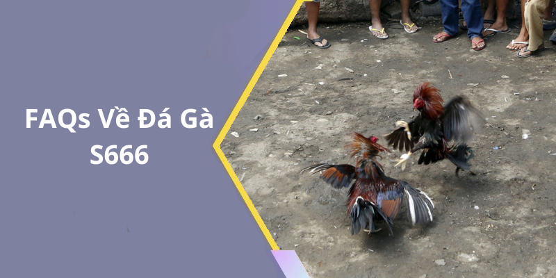 FAQs Về Đá Gà S666