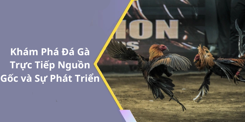 Khám Phá Đá Gà Trực Tiếp Nguồn Gốc và Sự Phát Triển