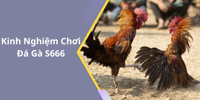 Kinh Nghiệm Chơi Đá Gà S666