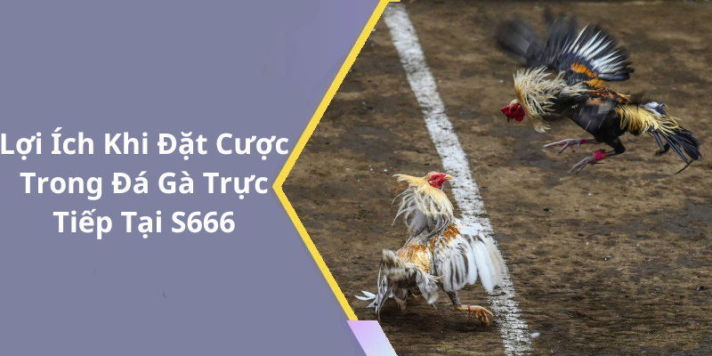 Lợi Ích Khi Đặt Cược Trong Đá Gà Trực Tiếp Tại S666