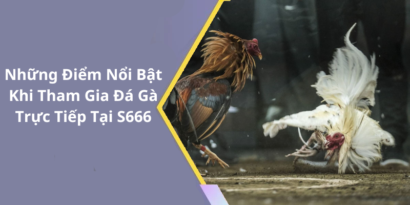 Những Điểm Nổi Bật Khi Tham Gia Đá Gà Trực Tiếp Tại S666