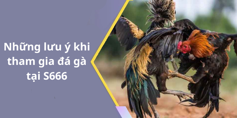 Những lưu ý khi tham gia đá gà tại S666