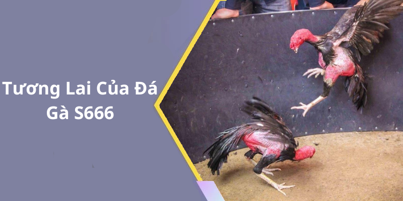 Tương Lai Của Đá Gà S666