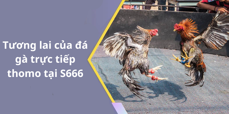 Tương lai của đá gà trực tiếp thomo tại S666
