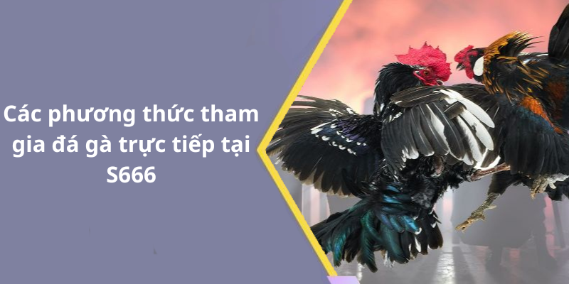 Các phương thức tham gia đá gà trực tiếp tại S666