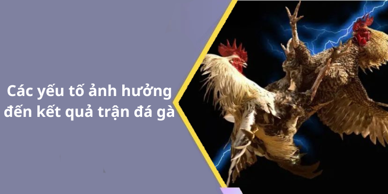 Các yếu tố ảnh hưởng đến kết quả trận đá gà