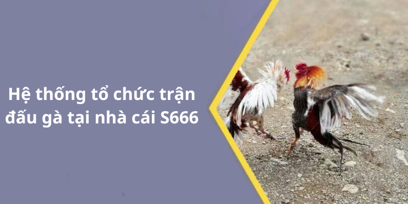 Hệ thống tổ chức trận đấu gà tại nhà cái S666