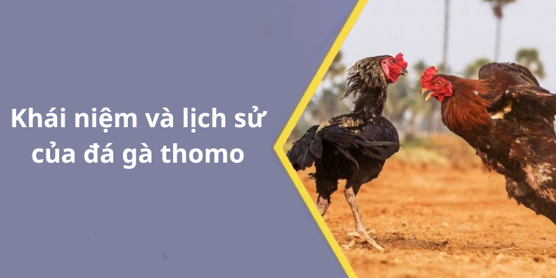 Khái niệm và lịch sử của đá gà thomo