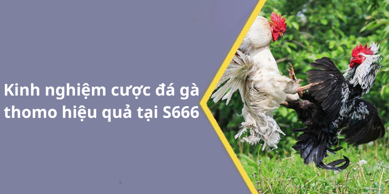 Kinh nghiệm cược đá gà thomo hiệu quả tại S666