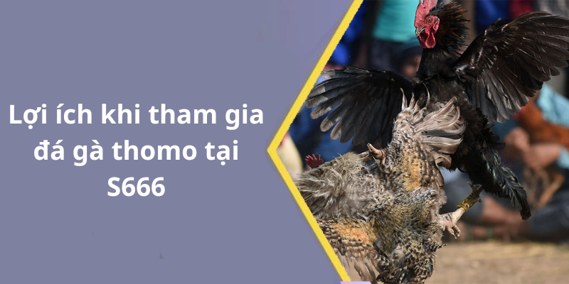 Lợi ích khi tham gia đá gà thomo tại S666