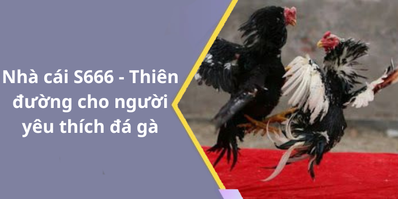 Nhà cái S666 - Thiên đường cho người yêu thích đá gà