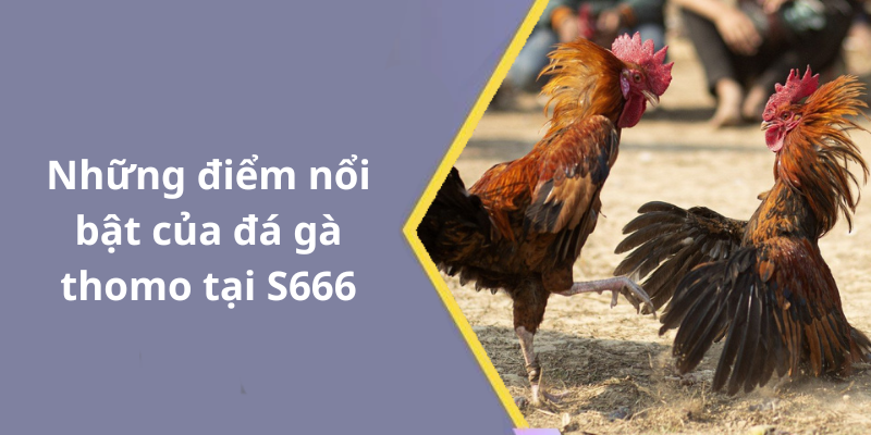 Những điểm nổi bật của đá gà thomo tại S666