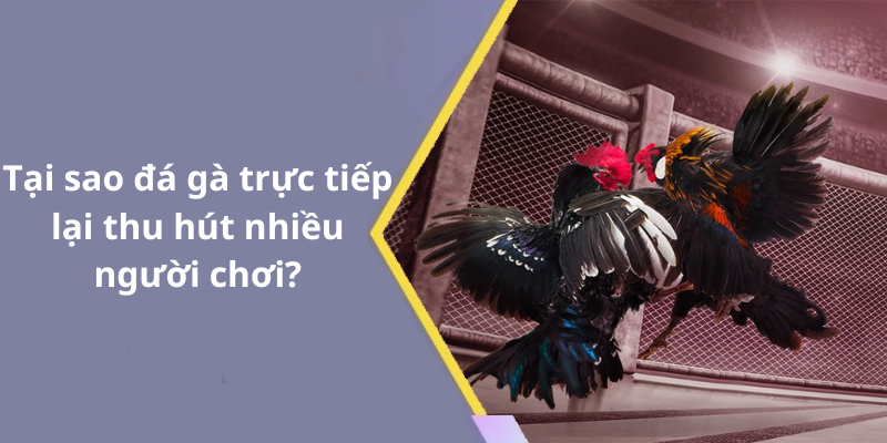 Tại sao đá gà trực tiếp lại thu hút nhiều người chơi