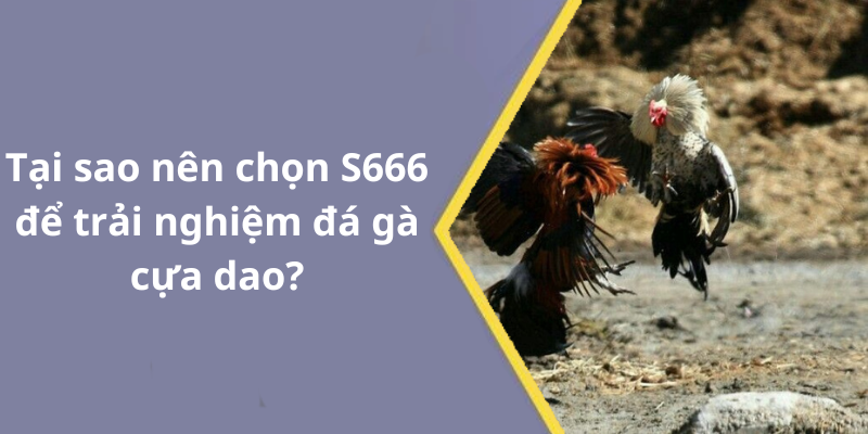 Tại sao nên chọn S666 để trải nghiệm đá gà cựa dao