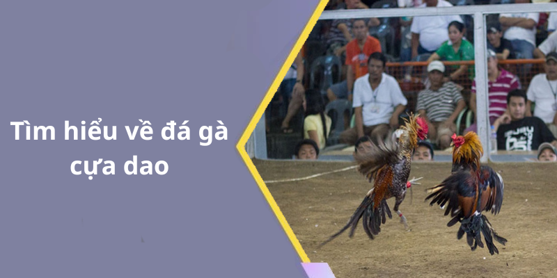 Tìm hiểu về đá gà cựa dao