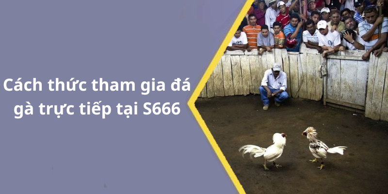 Cách thức tham gia đá gà trực tiếp tại S666