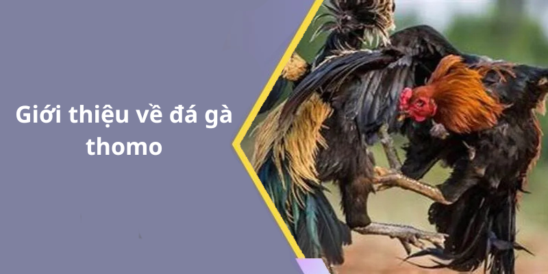Giới thiệu về đá gà thomo