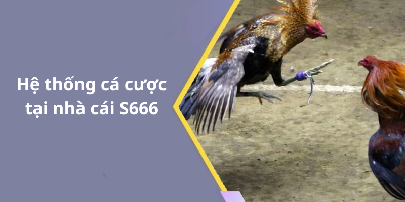 Hệ thống cá cược tại nhà cái S666