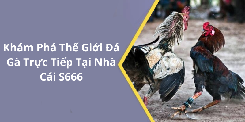 Khám Phá Thế Giới Đá Gà Trực Tiếp Tại Nhà Cái S666