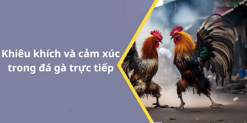 Khiêu khích và cảm xúc trong đá gà trực tiếp
