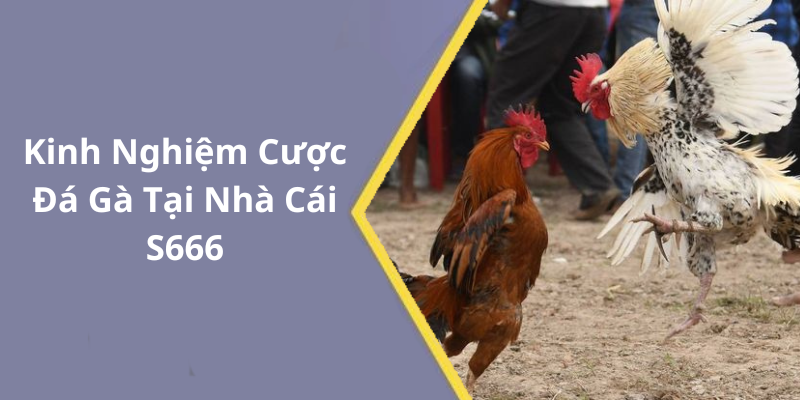 Kinh Nghiệm Cược Đá Gà Tại Nhà Cái S666