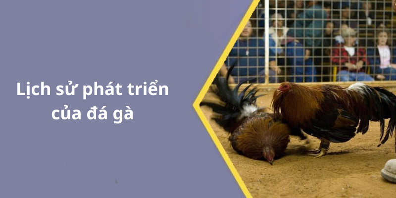 Lịch sử phát triển của đá gà