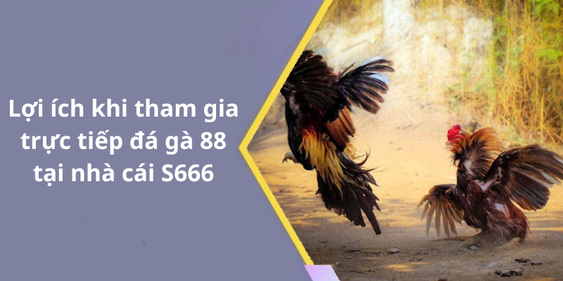 Lợi ích khi tham gia trực tiếp đá gà 88 tại nhà cái S666