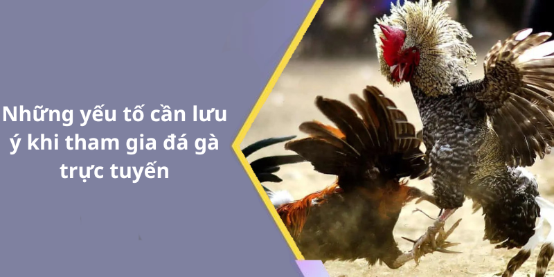 Những yếu tố cần lưu ý khi tham gia đá gà trực tuyến