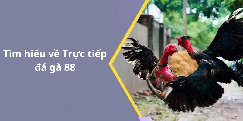 Tìm hiểu về Trực tiếp đá gà 88