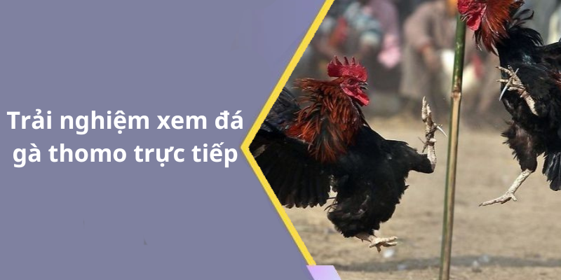 Trải nghiệm xem đá gà thomo trực tiếp