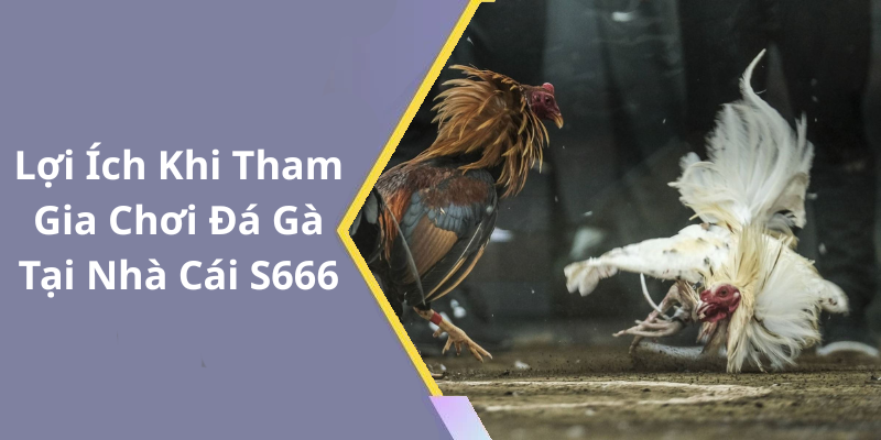 Lợi Ích Khi Tham Gia Chơi Đá Gà Tại Nhà Cái S666