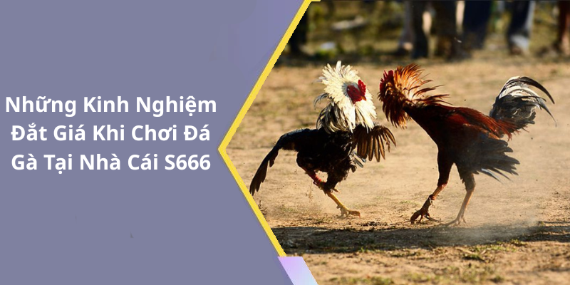Những Kinh Nghiệm Đắt Giá Khi Chơi Đá Gà Tại Nhà Cái S666