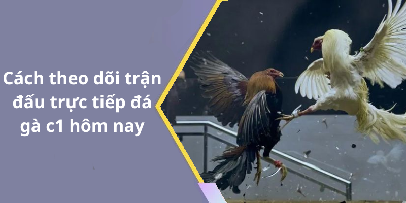Cách theo dõi trận đấu trực tiếp đá gà c1 hôm nay