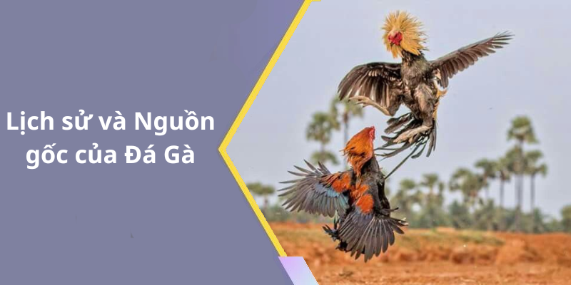 Lịch sử và Nguồn gốc của Đá Gà