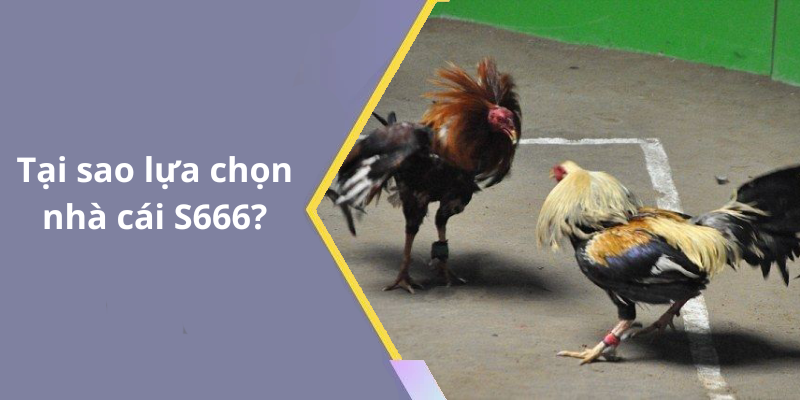 Tại sao lựa chọn nhà cái S666